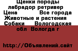 Щенки породы лабрадор ретривер › Цена ­ 8 000 - Все города Животные и растения » Собаки   . Вологодская обл.,Вологда г.